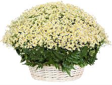 Цветочная композиция из Ромашки в корзине #REPLACE_PRED# Баракаевской
